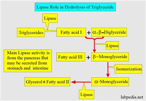 Lipase Serum - Labpedia.net