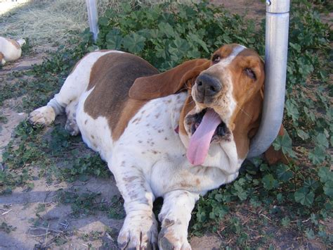 What the hell?! - Funny Basset Hound yawn | EE | Pinterest | Basset ...