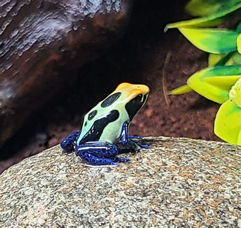 Dendrobates tinctorius 'Citronela'