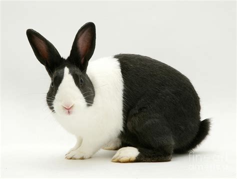 Black Dutch Rabbit Photograph by Jane Burton