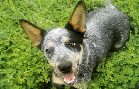 A List of the Best Blue Heeler Names for Your Australian Cattle Dog ...