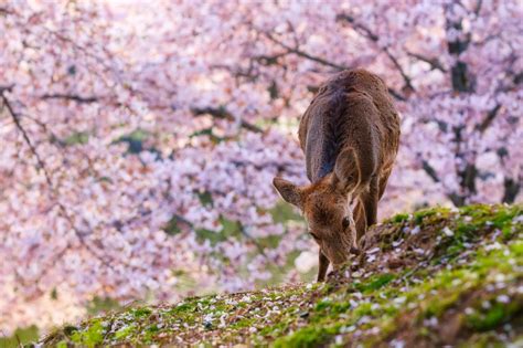 Nara Park, Nara, Japan | Cherry blossom japan, Japan, Kyoto travel