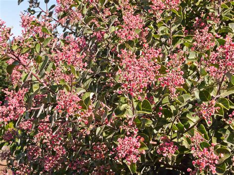 Timeless Environments: Pink Flowering Sumac (Rhus lentii) & Lemonade ...