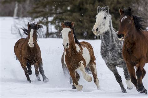 Horses Running in the Snow stock photo. Image of freedom - 88160428