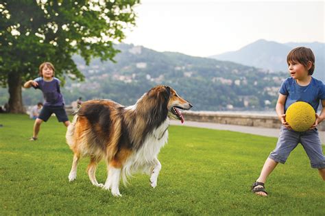 two little boys playing with a dog in the park - Dogs Monthly