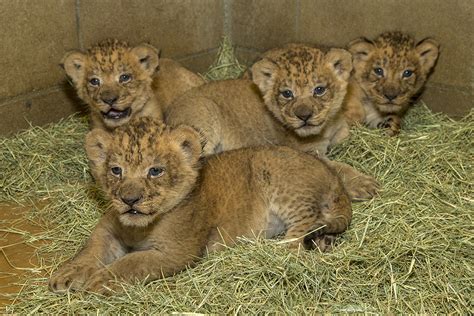 Secreted Since June, Zoo's Lion Cubs Make Public Debut - Times of San Diego