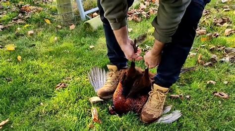 HOW TO FEILD DRESS A PHEASANT WITH NO TOOLS , #hunting #pheasants # ...