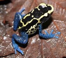 Dendrobates Tinctorius care sheet - The World of Frogs