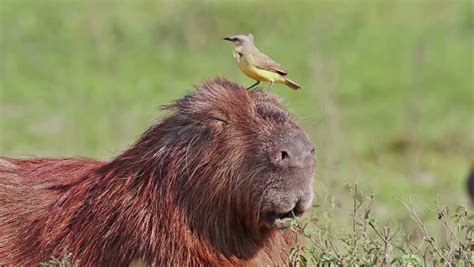 Capybara image - Free stock photo - Public Domain photo - CC0 Images