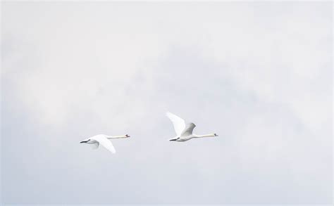 Swan Flying Above a Lake · Free Stock Photo