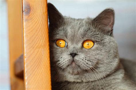 British Shorthair Cat Pros And Cons • helloBARK!