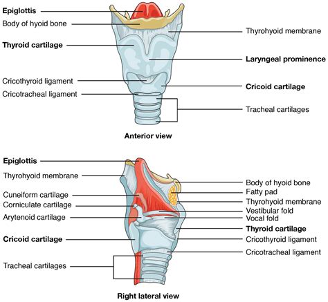 Respiratory System – Building a Medical Terminology Foundation