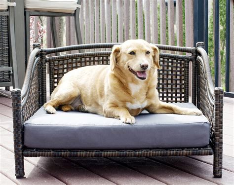 Outdoor Dog Furniture - Foter