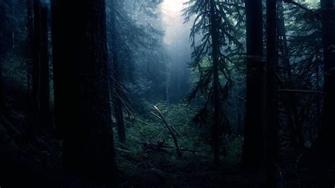 Dark Forest HD Wallpapers - Wallpaper Cave