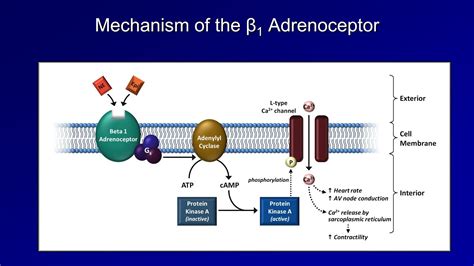 Antiarrhythmics (Lesson 3 - Beta Blockers) - YouTube