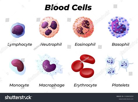 12,542 White Blood Cell Microscope Images, Stock Photos & Vectors ...