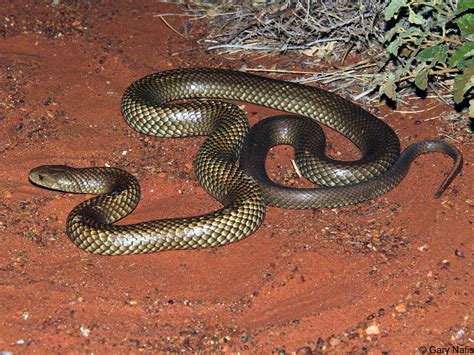 Mulga Snake - Pseudechis australis