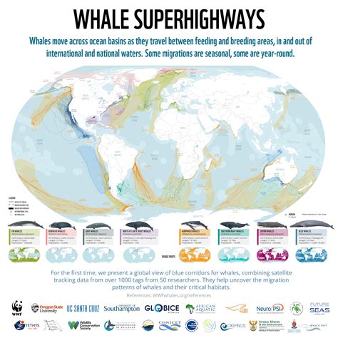 Killer Whale Migration Map