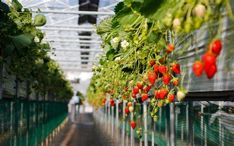 Skip Mahabaleshwar And Go Strawberry Picking At Lambasingi Village In ...