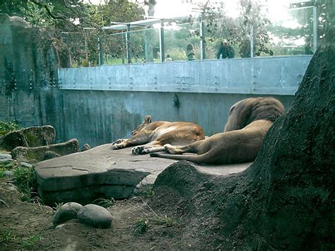 San Francisco Zoo Animals