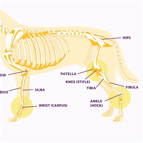 Dog Leg Anatomy in Human Speak | Ortho Dog