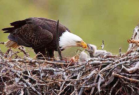 Bald eagle feeding chicks. Bald eagles are often spotted on Lake Blue ...