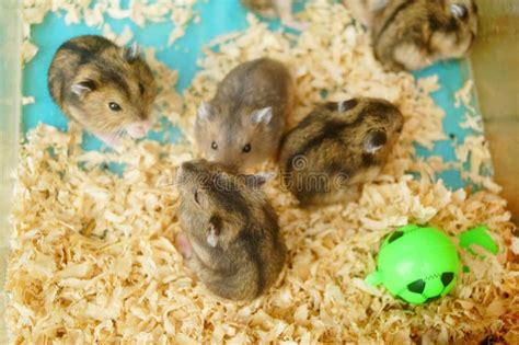 Hamsters are Playing. they are Funny and Cute Stock Image - Image of ...