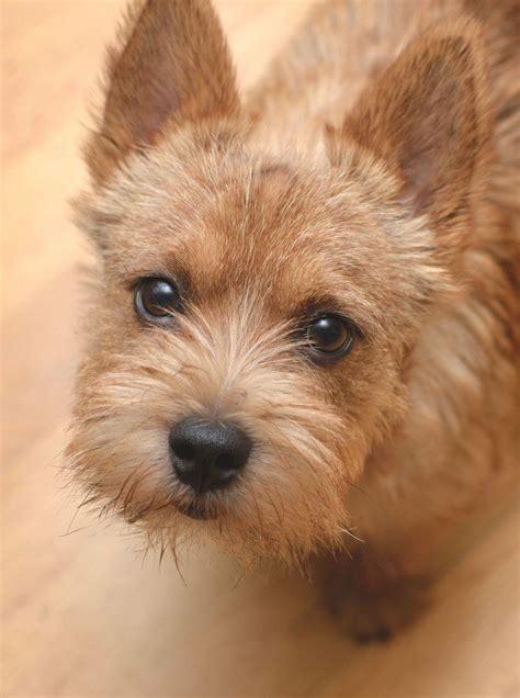 Toby Norwich Terrier. photo by Timurpix. | Norwich terrier puppy, Cairn ...