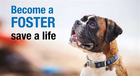 Fostering Dogs – East Coast Adoption Agency