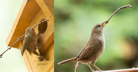 Location, location, location: House Wren Nesting Habits - Couchiching ...