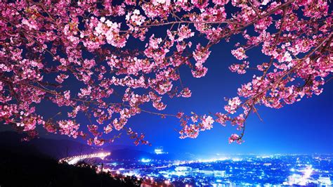 Japan Night Wallpaper