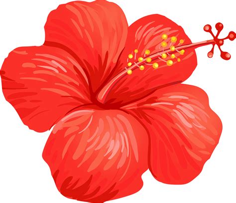 Tropical hibiscus flower vector | Vector flowers, Flower png images ...