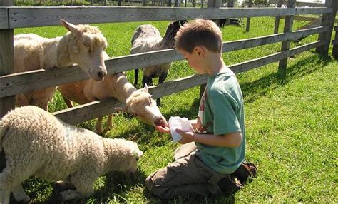 Feed the Animals: Hall Hill Farm: Visit Hall Hill Farm and meet the ...