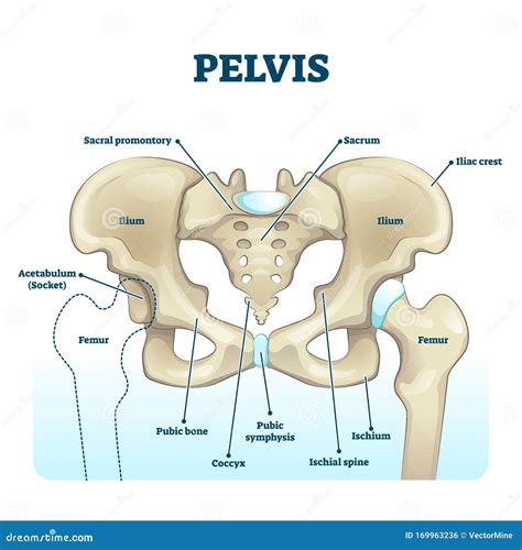 [DIAGRAM] Female Pelvis Diagram - MYDIAGRAM.ONLINE