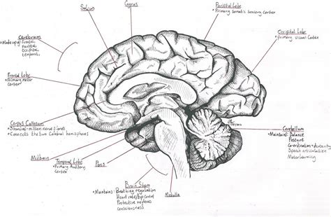 human brain drawing with labels - vanssliponboots