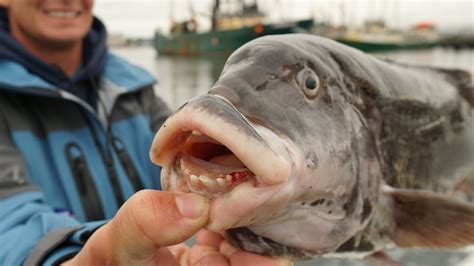 UGLIEST Fish EVER caught. Catch Clean Cook- Tautog (Blackfish)- New ...