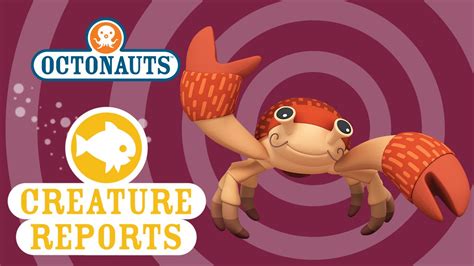 Octonauts: Creature Reports - Coconut Crabs - YouTube