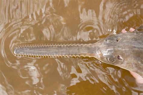 Vanishing: Sawfishes Are Weird and Wonderful — But Important, Too • The ...