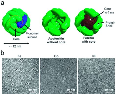 (a) Schematic illustration of the structures of cage-shaped apoferritin ...