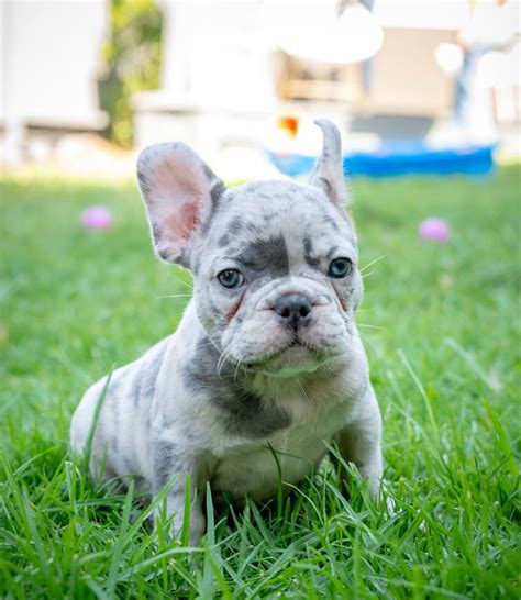 Blue Dream Frenchies - Puppies For Sale