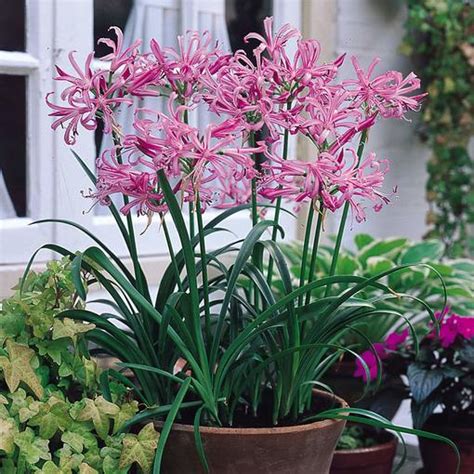 Nerine Bowdenii (11/12cm Bulbs) | J Parker Dutch Bulbs