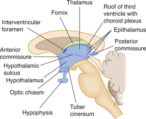 Diencephalon | Neupsy Key