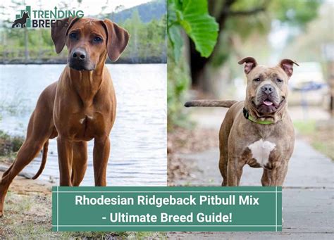 Rhodesian Ridgeback Pitbull Mix – Ultimate Breed Guide! (2023)