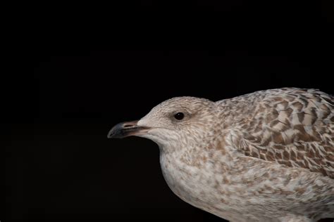 Young Brown Gull Free Stock Photo - Public Domain Pictures