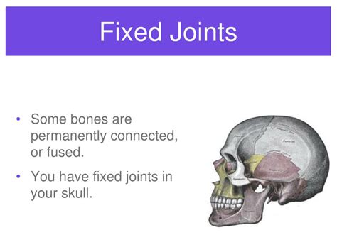 PPT - HUMAN JOINTS PowerPoint Presentation, free download - ID:1400633