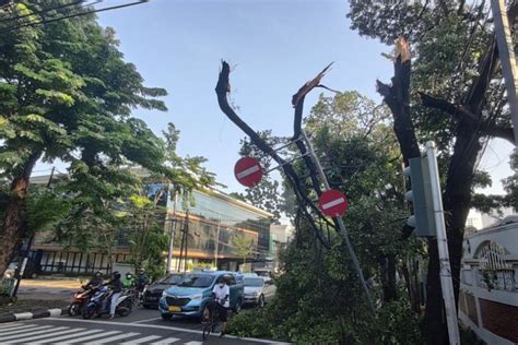 Foto : Pohon Tumbang di Jalan Hang Tuah Kebayoran, Timpa Rambu Lalu ...