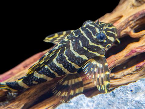 L134 Leopard Frog Pleco (Peckoltia compta), Tank-Bred - Aquatic Arts on ...