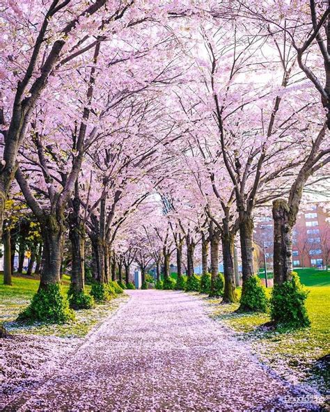 Toronto cherry trees soon in bloom, live webcam from High Park ...