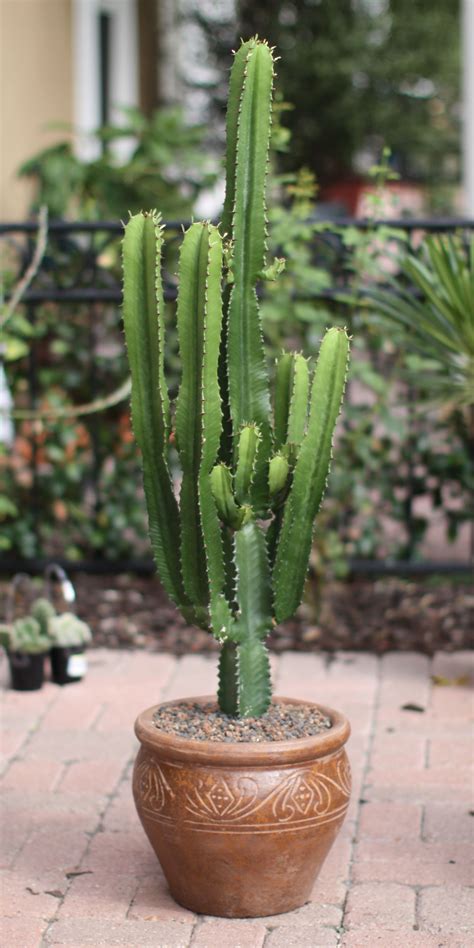 Euphorbia acrurensis (aka "Desert Candle") | Succulents garden, Cactus ...