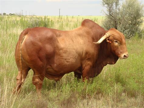 afrikaner bull | animals | Pinterest | Cattle, Cow and Animal